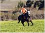 Costanoa Coastal Lodge & Camp