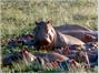 Hippo Point Wildlife Sanctuary