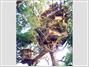 Sanya Nanshan Treehouse Resort and Beach Club