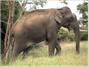 Wild Canopy Reserve