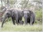 Wild Canopy Reserve