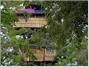 Wild Canopy Reserve